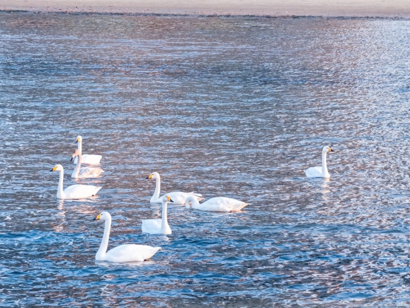 如約而至！經開區九龍灣迎來首批越冬大天鵝